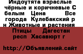 Индоутята взраслые чёрные и коричневые С белым › Цена ­ 450 - Все города, Кулебакский р-н Животные и растения » Птицы   . Дагестан респ.,Хасавюрт г.